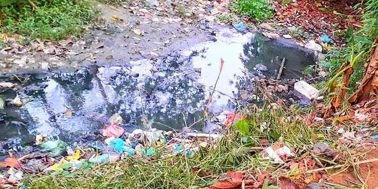 তানোরে মশার যন্ত্রণায় অতিষ্ঠ পৌরবাসী, নিধনের কোনো উদ্যোগ নেই