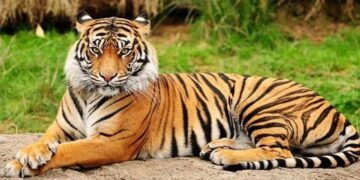 বিলুপ্তির ঝুঁকি কাটিয়ে বাড়ছে রয়েল বেঙ্গল টাইগার