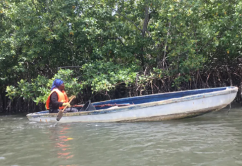 ম্যানগ্রোভ ফিরিয়ে এনে উপকূল রক্ষায় গাম্বিয়ার নারীদের লড়াই