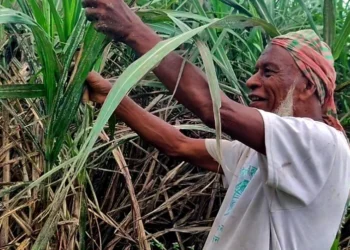 পোকার হানায় দুশ্চিন্তার ভাঁজ, তবুও আখের বাম্পার ফলনের আশা